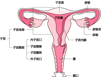 子宮 写真 日本病理学会