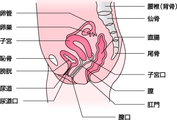 子宮 子宮のはたらき | 子宮筋腫を知る | 子宮筋腫note